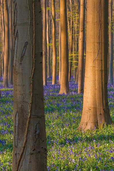 Jaynes Gallery 아티스트의 Europe-Belgium-Hallerbos forest with blooming bluebells작품입니다.